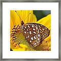 Butterfly Beauty Framed Print