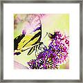 Butterfly Beauty Framed Print