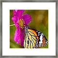 Butterfly Ii Framed Print