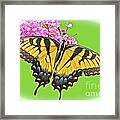 Butterfly In Candyland Framed Print