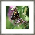 Butterfly Jewels Framed Print