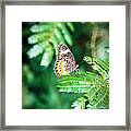 Butterfly Patterns Framed Print