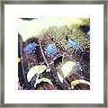 Butterfly Wing Framed Print