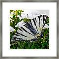 Butterflyinthegarden Framed Print