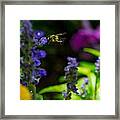 Buzzing Around Framed Print