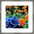 Cabbage And Viola's Framed Print