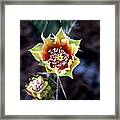 Cactus Blossom Framed Print