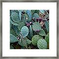 Cactus Plants Framed Print