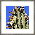 Cactus Wren Campylorhynchus Framed Print