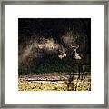 Calf Elk With Steaming Breath At Lost Valley Framed Print