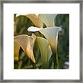 Cali Lily Framed Print