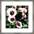 Calla Lilies Framed Print