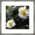 Camellia Nineteen Framed Print
