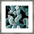 Campylobacter Bacteria Framed Print