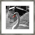 Canal Swan Framed Print