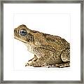 Cane Toad La Selva Costa Rica Framed Print