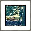 Canis Lupus. #seattle #woodlandparkzoo Framed Print