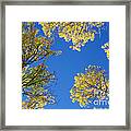 Canopy Framed Print