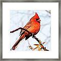 Cardinal 1 Framed Print