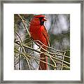 Cardinal In Spruce Framed Print