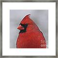 Cardinal Framed Print