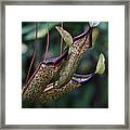 Carnivore Framed Print