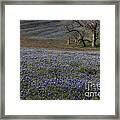 Carpet Of Blue Framed Print