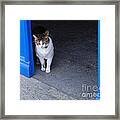 Cat At The Doorway Framed Print