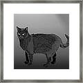 Cat Black Framed Print