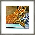 #cat #catlovers #tabby #orange #stripes Framed Print