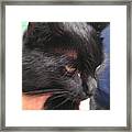 #cat #cats #tagsforlikes.com #catsagram Framed Print