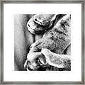 #cat #kitty #kitten #paws #sleep Framed Print