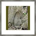 Cat On A Log-ii Framed Print