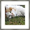 Cat On The Grass Framed Print