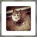 Cat Framed Print