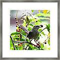 Catbird With Berry Iii Framed Print