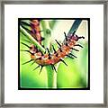 Caterpillar Framed Print