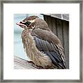 Cedar Waxwing Bird Fledgling Framed Print