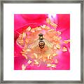 Centerpiece Bee In A Rose Framed Print