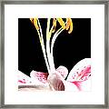 Centerpiece Lily 001 Framed Print