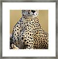 Cheetah Acinonyx Jubatus Adult Female Framed Print