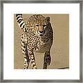 Cheetah Adult Running Framed Print