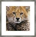 Cheetah Acinonyx Jubatus Ten To Twelve Framed Print