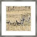 Cheetah Mother And Cubs Framed Print