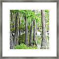 Cheniere Lake Cypress Trees Framed Print