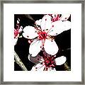 Cherry Blooms At Night Framed Print