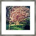 Cherry Blossoms & A Wigwam Framed Print