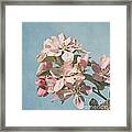 Cherry Blossoms Framed Print