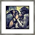 #chimps #monkeys #wildlife #nature Framed Print