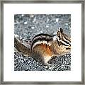 Chipmunk Framed Print